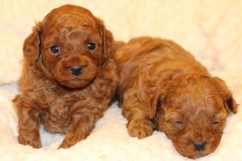 成約済の愛知県のトイプードル-61648の29枚目