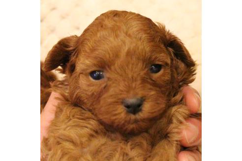 成約済の愛知県のトイプードル-61649の15枚目