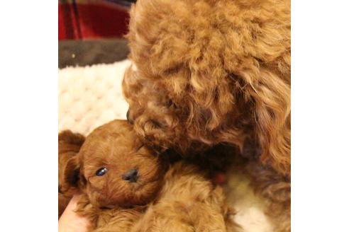 成約済の愛知県のトイプードル-61649の14枚目
