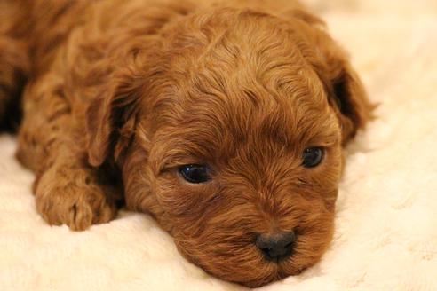 成約済の愛知県のトイプードル-61649の12枚目