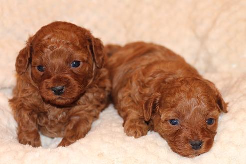 成約済の愛知県のトイプードル-61649の10枚目