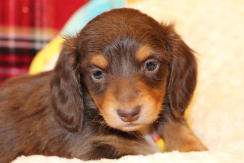 成約済の愛知県のカニンヘンダックスフンド(ロングヘアード)-60572の18枚目