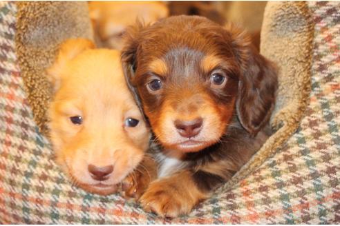成約済の愛知県のカニンヘンダックスフンド(ロングヘアード)-60572の17枚目