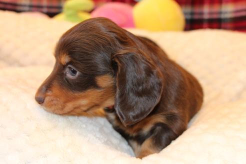 成約済の愛知県のカニンヘンダックスフンド(ロングヘアード)-60572の16枚目