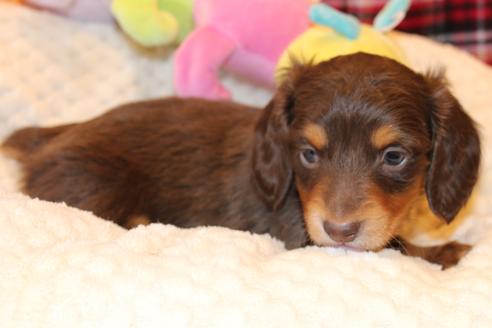 成約済の愛知県のカニンヘンダックスフンド(ロングヘアード)-60572の15枚目