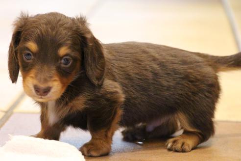 成約済の愛知県のカニンヘンダックスフンド(ロングヘアード)-60572の14枚目