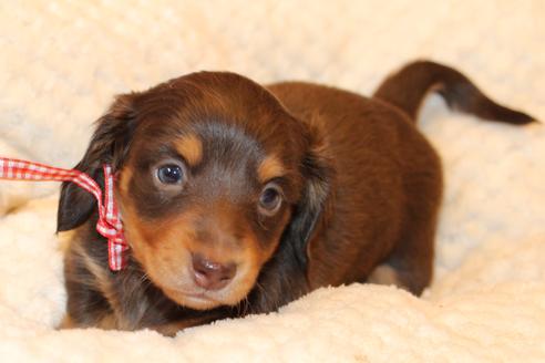 成約済の愛知県のカニンヘンダックスフンド(ロングヘアード)-60573の15枚目