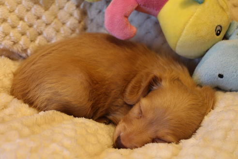 成約済の愛知県のカニンヘンダックスフンド(ロングヘアード)-60577の7枚目