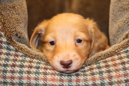 成約済の愛知県のカニンヘンダックスフンド(ロングヘアード)-60577の4枚目