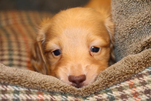 成約済の愛知県のカニンヘンダックスフンド(ロングヘアード)-60577の1枚目