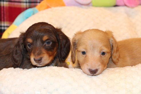 成約済の愛知県のカニンヘンダックスフンド(ロングヘアード)-60577の3枚目