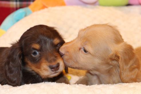 成約済の愛知県のカニンヘンダックスフンド(ロングヘアード)-60577の2枚目