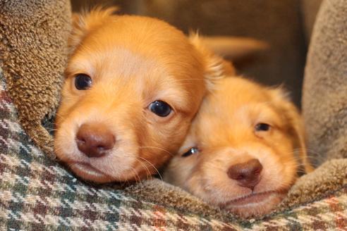 成約済の愛知県のカニンヘンダックスフンド(ロングヘアード)-60579の1枚目