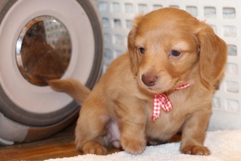 成約済の愛知県のカニンヘンダックスフンド(ロングヘアード)-60579の5枚目