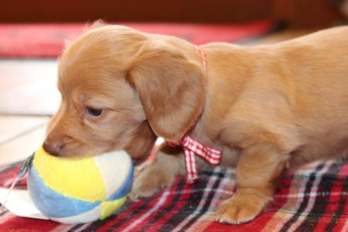 成約済の愛知県のカニンヘンダックスフンド(ロングヘアード)-60579の3枚目