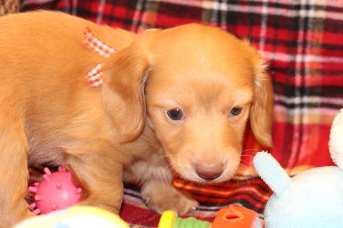 成約済の愛知県のカニンヘンダックスフンド(ロングヘアード)-60579の2枚目