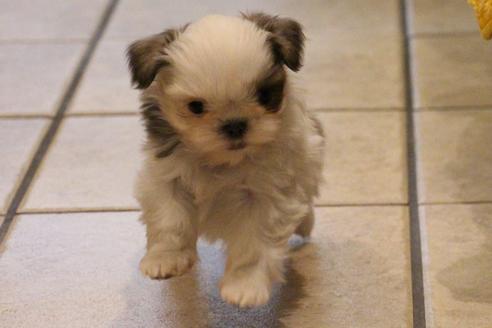 成約済の愛知県のシーズー-59825の6枚目