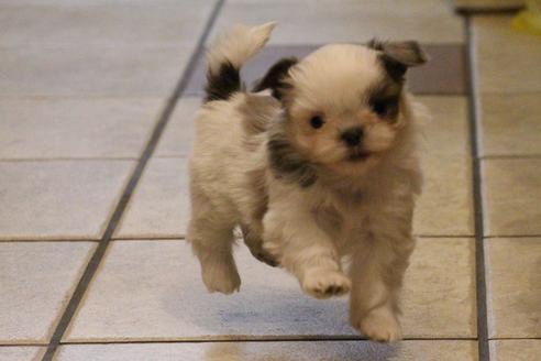 成約済の愛知県のシーズー-59825の5枚目