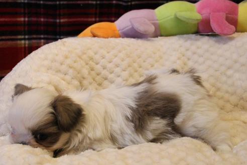 成約済の愛知県のシーズー-59825の4枚目