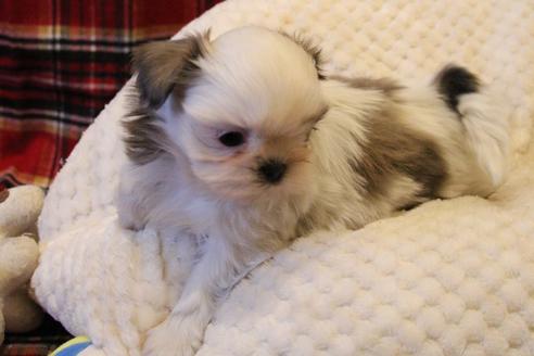 成約済の愛知県のシーズー-59825の3枚目