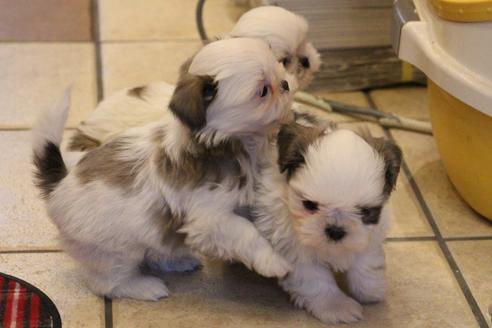 成約済の愛知県のシーズー-59825の2枚目