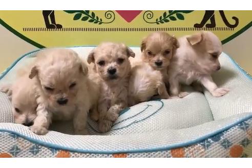 成約済の栃木県のマルプー:マルチーズ×トイプードル-60261の1枚目