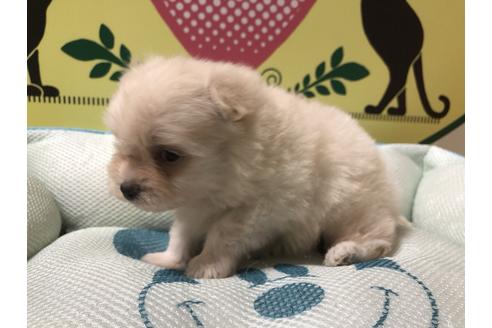 成約済の栃木県のマルチーズ-62553の4枚目
