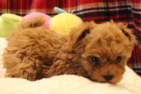 成約済の愛知県のトイプードル-59830