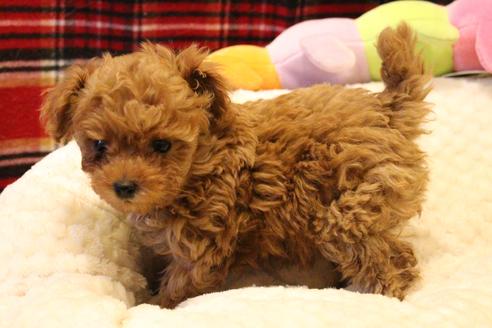 成約済の愛知県のトイプードル-59830の5枚目