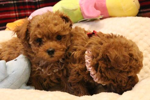 成約済の愛知県のトイプードル-59830の4枚目