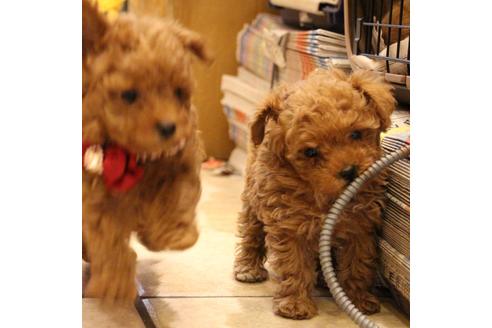 成約済の愛知県のトイプードル-59830の3枚目