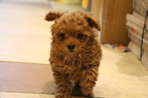 成約済の愛知県のトイプードル-59830の2枚目