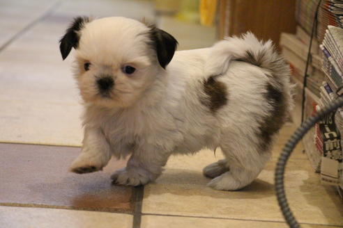 成約済の愛知県のシーズー-59821の5枚目