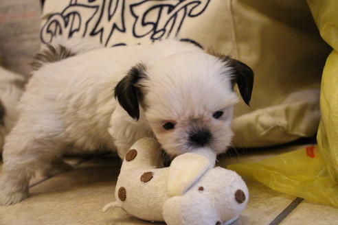 成約済の愛知県のシーズー-59821の1枚目