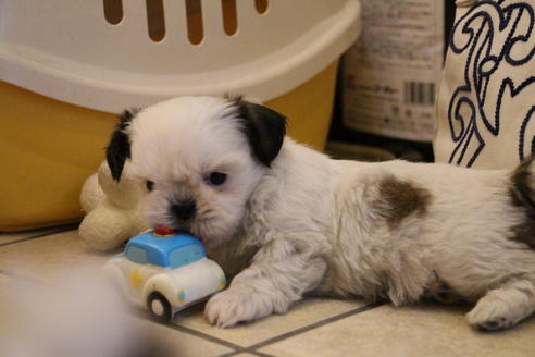 成約済の愛知県のシーズー-59821の4枚目