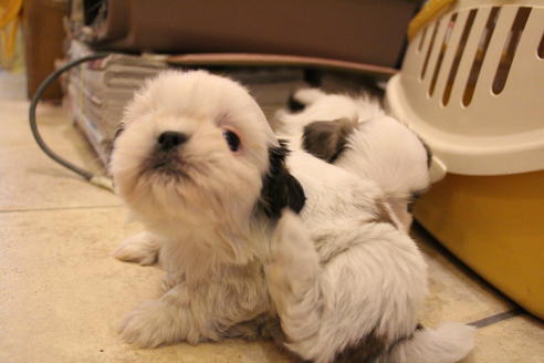 成約済の愛知県のシーズー-59821の3枚目