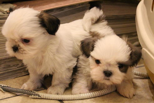 成約済の愛知県のシーズー-59821の2枚目