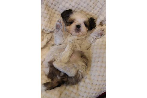 成約済の愛知県のシーズー-59824の5枚目