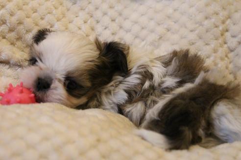 成約済の愛知県のシーズー-59824の4枚目