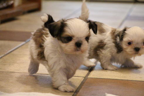 成約済の愛知県のシーズー-59824の2枚目