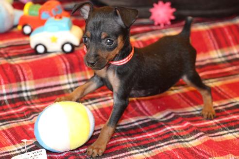 成約済の愛知県のミニチュアピンシャー(ミニピン)-59828