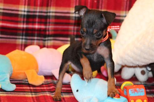 成約済の愛知県のミニチュアピンシャー(ミニピン)-59828の5枚目