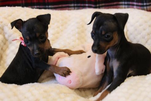 成約済の愛知県のミニチュアピンシャー(ミニピン)-59828の4枚目