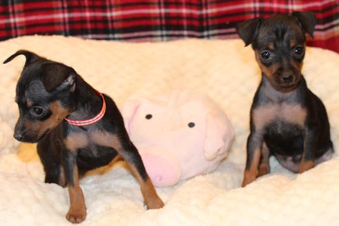 成約済の愛知県のミニチュアピンシャー(ミニピン)-59828の3枚目