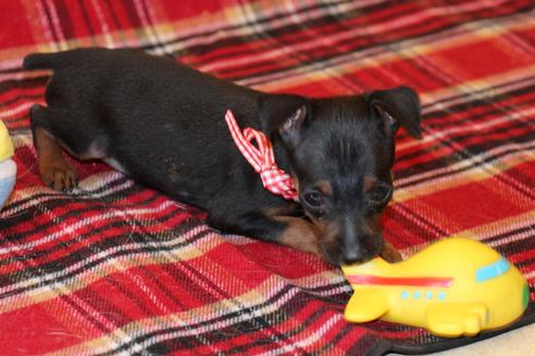 成約済の愛知県のミニチュアピンシャー(ミニピン)-59828の2枚目