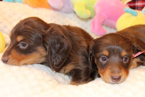 成約済の愛知県のカニンヘンダックスフンド(ロングヘアード)-60572の13枚目