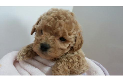 成約済の滋賀県のミックス犬-62585
