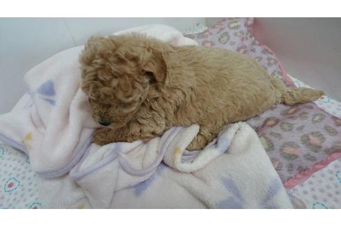 成約済の滋賀県のミックス犬-62585の2枚目