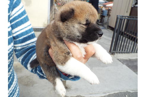 成約済の埼玉県の柴犬-62588の1枚目