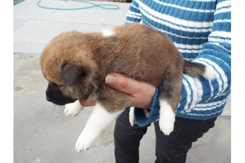 成約済の埼玉県の柴犬-62588の3枚目